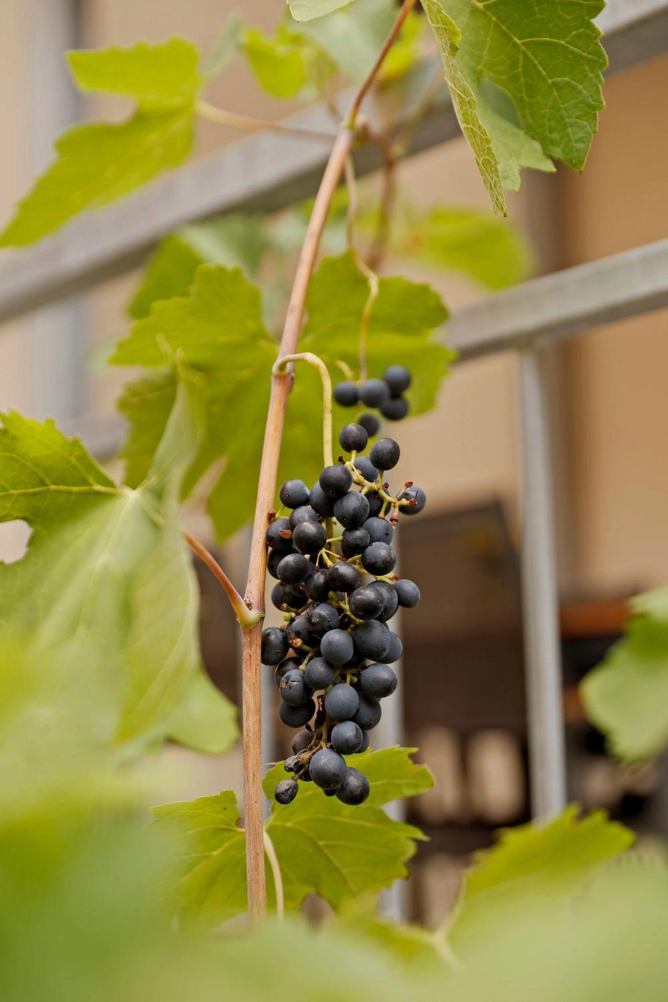 Vinotel Weinstrasse Herxheim am Berg Esterno foto